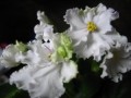dimetris.com.ua:альбомы:kati:кармен.jpg