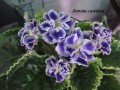 dimetris.com.ua:альбомы:kati:летние_сумерки.jpg