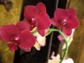 dimetris.com.ua:альбомы:kati:фаленопсис.jpg