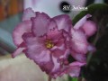 dimetris.com.ua:альбомы:kati:ян-забава2.jpg