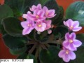 dimetris.com.ua:альбомы:kati:amanda.jpg