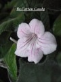dimetris.com.ua:альбомы:kati:br.cotton_candy.jpg