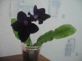 dimetris.com.ua:альбомы:kati:bristols_black_bird.jpg