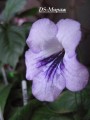 dimetris.com.ua:альбомы:kati:ds-мираж.jpg