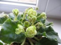 dimetris.com.ua:альбомы:kati:emerald_love.jpg