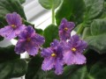 dimetris.com.ua:альбомы:kati:flowerland_via_laktea.jpg