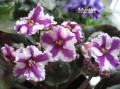 dimetris.com.ua:альбомы:kati:myrthe.jpg