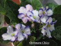 dimetris.com.ua:альбомы:kati:optimara_chico.jpg
