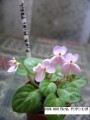 dimetris.com.ua:альбомы:kati:pink_mini_trail.jpg