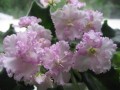 dimetris.com.ua:альбомы:kati:rosie_ruffles.jpg