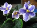 dimetris.com.ua:альбомы:kati:sharon_химера.jpg