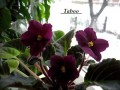 dimetris.com.ua:альбомы:kati:taboo.jpg