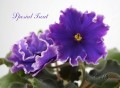 dimetris.com.ua:альбомы:lenok:spesial_treat.jpg