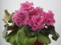 dimetris.com.ua:альбомы:lenok:suncoast_circus_candy_white.jpg