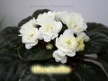 dimetris.com.ua:альбомы:lenok:warm_sunshine.jpg