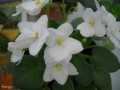 dimetris.com.ua:альбомы:liliya:белая_земляничка.jpg