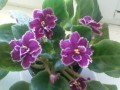 dimetris.com.ua:альбомы:lyo-liliya:hello_sunshine.jpg