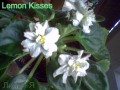 dimetris.com.ua:альбомы:lyo-liliya:lemon_kisses.jpg