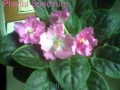 dimetris.com.ua:альбомы:lyo-liliya:playful_spectrum.jpg