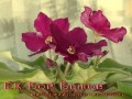 dimetris.com.ua:альбомы:mandragora:ек-бой_быков.jpg