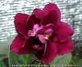 dimetris.com.ua:альбомы:mandragora:ек-вишневая_метель.jpg