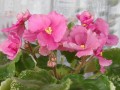dimetris.com.ua:альбомы:mandragora:ек-город_детства.jpg