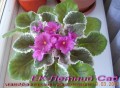 dimetris.com.ua:альбомы:mandragora:ек-летний_сад.jpg
