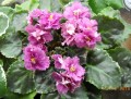 dimetris.com.ua:альбомы:mandragora:ек-мантия_королевы.jpg