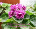 dimetris.com.ua:альбомы:mandragora:ек-подарок_на_рождество.jpg