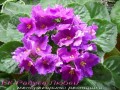 dimetris.com.ua:альбомы:mandragora:ек-радуга_любви.jpg
