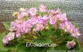 dimetris.com.ua:альбомы:mandragora:ек-экзотика.jpg
