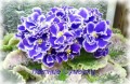 dimetris.com.ua:альбомы:mandragora:летние_сумерки.jpg