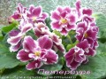 dimetris.com.ua:альбомы:mandragora:петербург.jpg