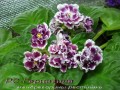 dimetris.com.ua:альбомы:mandragora:рс-герцогиня.jpg
