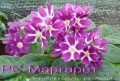 dimetris.com.ua:альбомы:mandragora:рс-маргарет.jpg