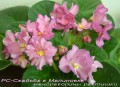 dimetris.com.ua:альбомы:mandragora:рс-свадьба_в_малиновке.jpg