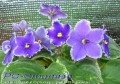 dimetris.com.ua:альбомы:mandragora:рс-стиляга.jpg