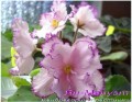 dimetris.com.ua:альбомы:mandragora:ян-менуэт.jpg