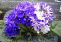 dimetris.com.ua:альбомы:mandragora:arctic_frost.jpg