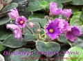 dimetris.com.ua:альбомы:mandragora:buckeye_cherry_pink.jpg