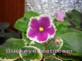 dimetris.com.ua:альбомы:mandragora:buckeye_icebreaer.jpg