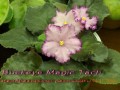 dimetris.com.ua:альбомы:mandragora:buckeye_magic_tach.jpg