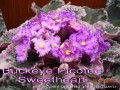 dimetris.com.ua:альбомы:mandragora:buckeye_picotee_sweetheart.jpg