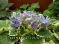 dimetris.com.ua:альбомы:mandragora:frosty_frolic.jpg