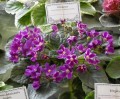 dimetris.com.ua:альбомы:mandragora:glimmer.jpg