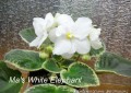 dimetris.com.ua:альбомы:mandragora:mas_white_elephant.jpg
