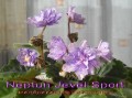 dimetris.com.ua:альбомы:mandragora:neptun_jevels_sport.jpg