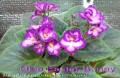 dimetris.com.ua:альбомы:mandragora:okie_easter_bunny.jpg