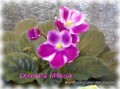 dimetris.com.ua:альбомы:mandragora:optimara_millenia.jpg