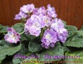 dimetris.com.ua:альбомы:mandragora:playful_spectrum.jpg